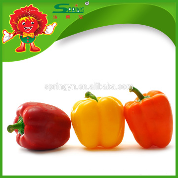 Fresh Bell Pepper, capsicum, green/red/yellow and orange bell pepper